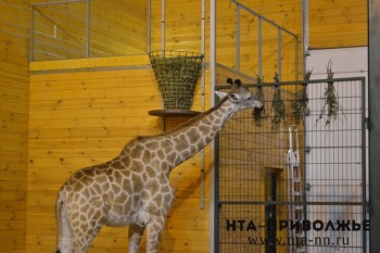 Зоопарк &quot;Лимпопо&quot; получил 1 млн рублей  из бюджета Нижнего Новгорода на корм животным