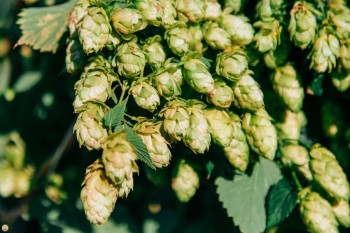 Хмелеводы Чувашии выполнили план 2025 года