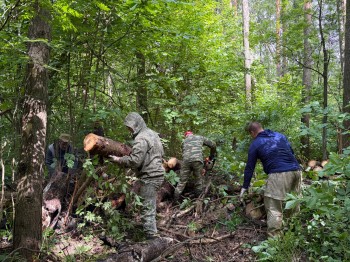 В Богородском округе очистили 1,1 га леса