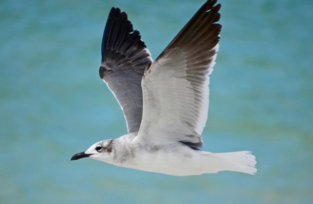 Зарплату ветеринаров в Кировской области решили повысить после успешной ликвидации вспышки гриппа птиц