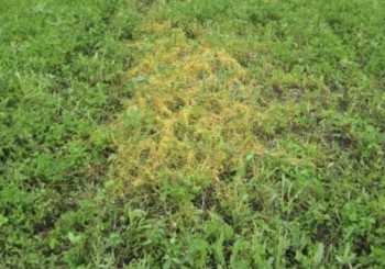 2,5 т. семян клевера с вредителем выявили в Мордовии