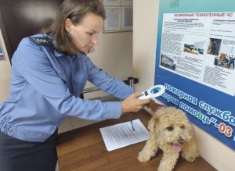 21 домашний питомец выезжал за рубеж из Чувашии с начала года