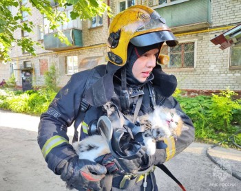 Йошкаролинские огнеборцы спасли кошку из пожара