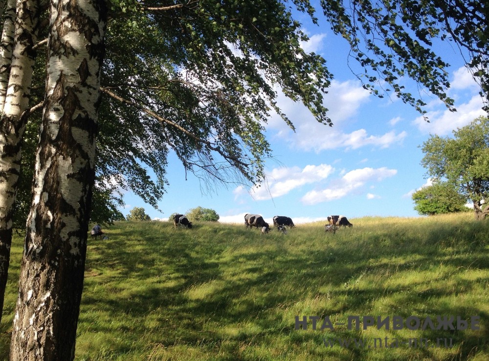 Саратовским фермерам разработают алгоритм при обнаружении чужого скота на полях