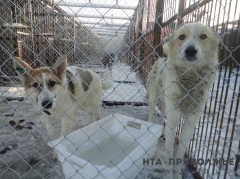 Жительница Дивеево Нижегородской области подала иск в суд с требованием запретить своей соседке по частному дому держать на участке стаю собак