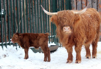 Телёнок хайленда символично родился в нижегородском зоопарке в начале года быка