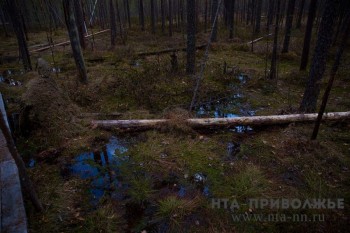 Космический мониторинг ведётся в 19 лесничествах Нижегородской области