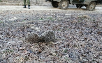 Целующихся ежиков сфотографировали в Нижегородской области