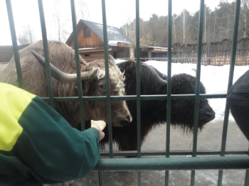 Экспозицию для незрячих создадут в Пермском зоопарке