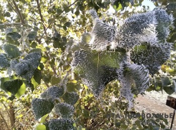 Заморозки до -2°С ожидают жителей Башкирии 27 мая