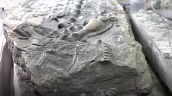 Скелет плезиозавра обнаружен в Ульяновской области (ВИДЕО)