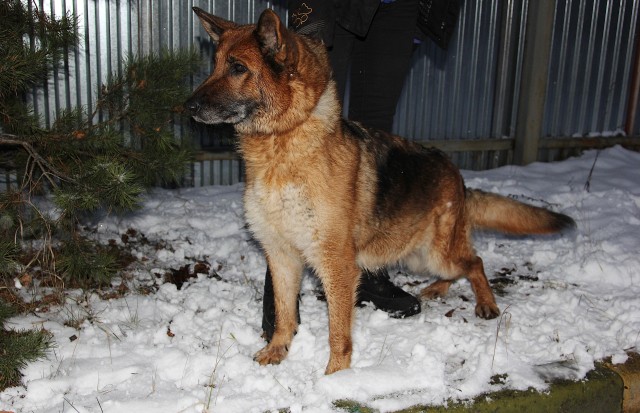 Более 10 служебных собак нижегородского ГУ МВД обрели новых хозяев 
