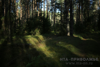 Пожароопасный сезон на землях лесного фонда Нижегородской области официально завершён