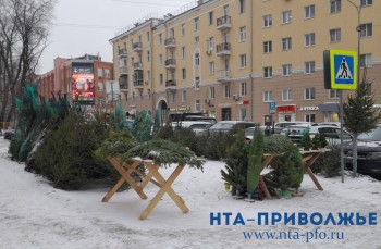 Живые ели обойдутся нижегородцам от 1 тыс. рублей