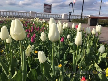 Умеренно прохладная погода прогнозируется на 1 мая в Нижегородской области