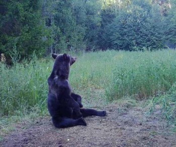 Сезон охоты на медведя закрыт в Нижегородской области с 1 декабря