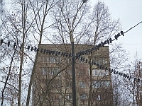 В Нижегородской области в ближайшие дни ожидается теплая погода, дожди 