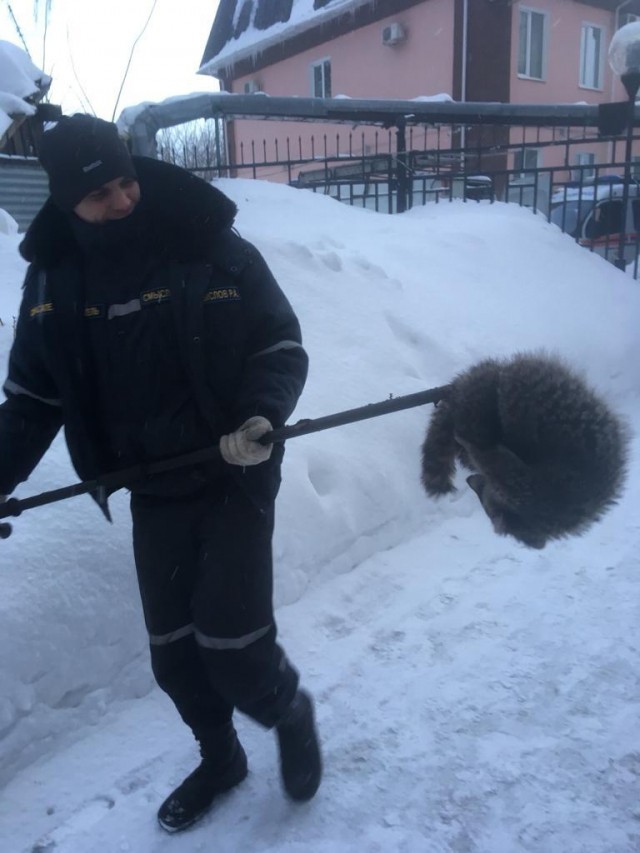 Спасатели поймали заблудившегося енота в Нижнем Новгороде Спасатели поймали заблудившегося енота в Нижнем Новгороде