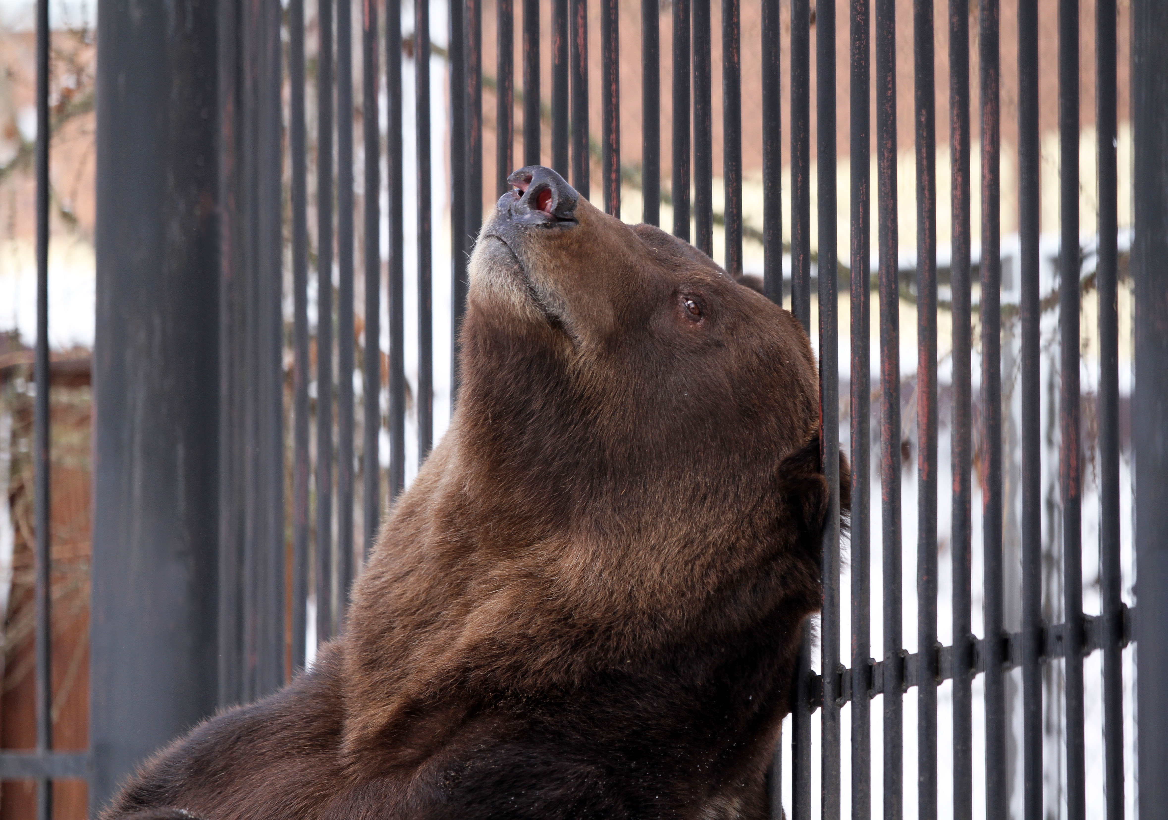 Бурые медведи проснулись в нижегородском зоопарке