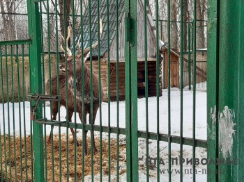 Россельхознадзор не нашёл нарушений в содержании животных в нижегородском зоопарке &quot;Мишутка&quot;