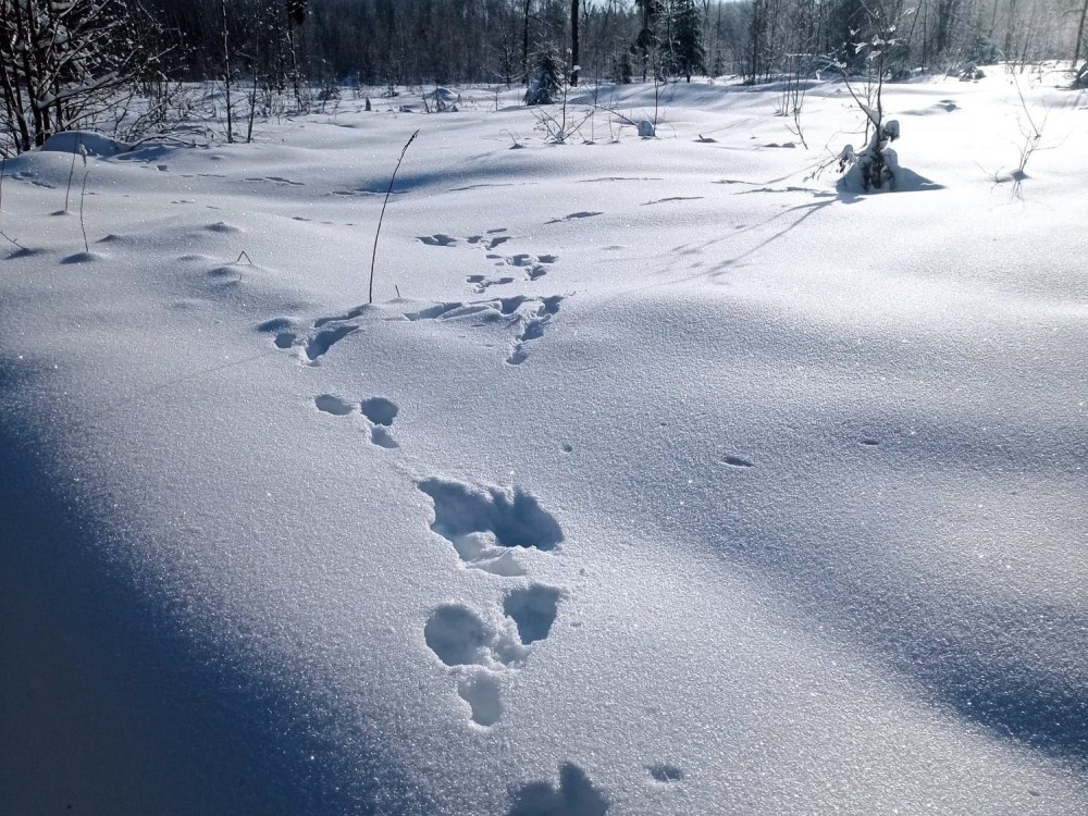 В Нижегородской области выросла численность лосей и косуль