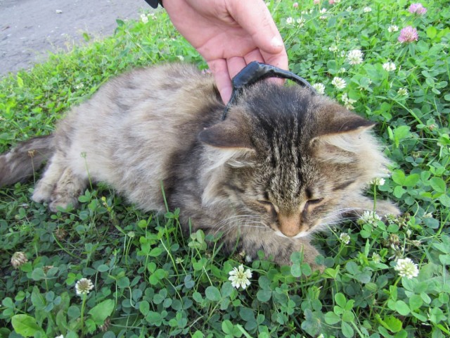 Кота-наркокурьера в Нижегородской ИК накормили и отпустили
