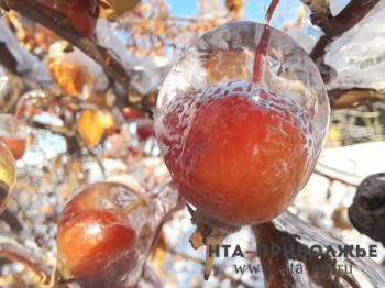 День сражений подушками: праздники и приметы 23 февраля