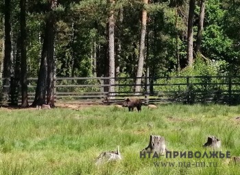 Карантин по трихинеллёзу продлён в Дальнеконстантиновском районе Нижегородской области на неопределённый срок из-за заражённого кабана