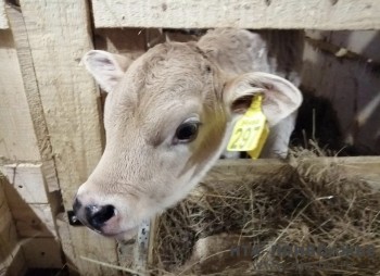 Чувашия вошла в топ-10 регионов России по объему производства молока