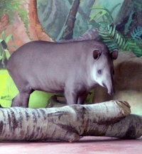 Равнинный тапир появился в нижегородском зоопарке &quot;Лимпопо&quot;