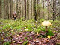 Шесть человек пропали в лесах Нижегородской области за 21 сентября