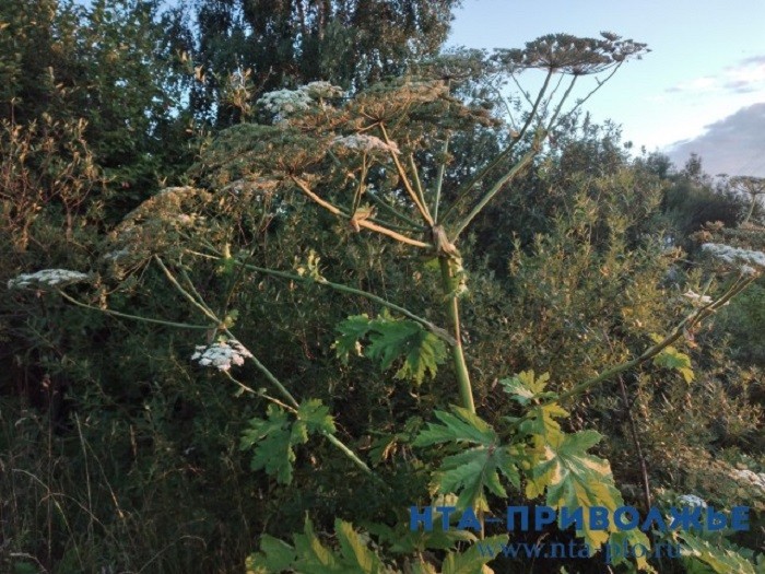 Закон о штрафах за борщевик приняли в Нижегородской области