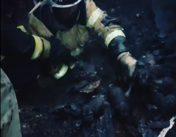 Нижегородские пожарные спасли из горящего дома двухнедельных щенков (Видео)