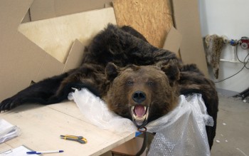 Контрабанду шкур бурого медведя в Казахстан пресекли в Башкирии
