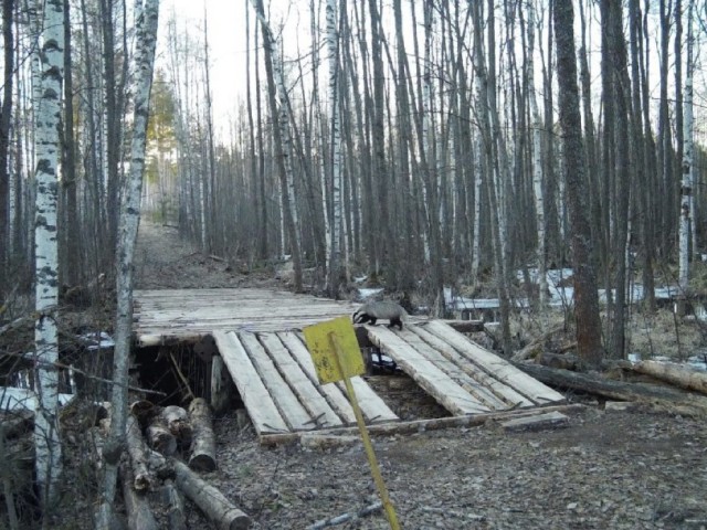 Медведи и барсуки проснулись в Керженском заповеднике Медведи и барсуки проснулись в Керженском заповеднике