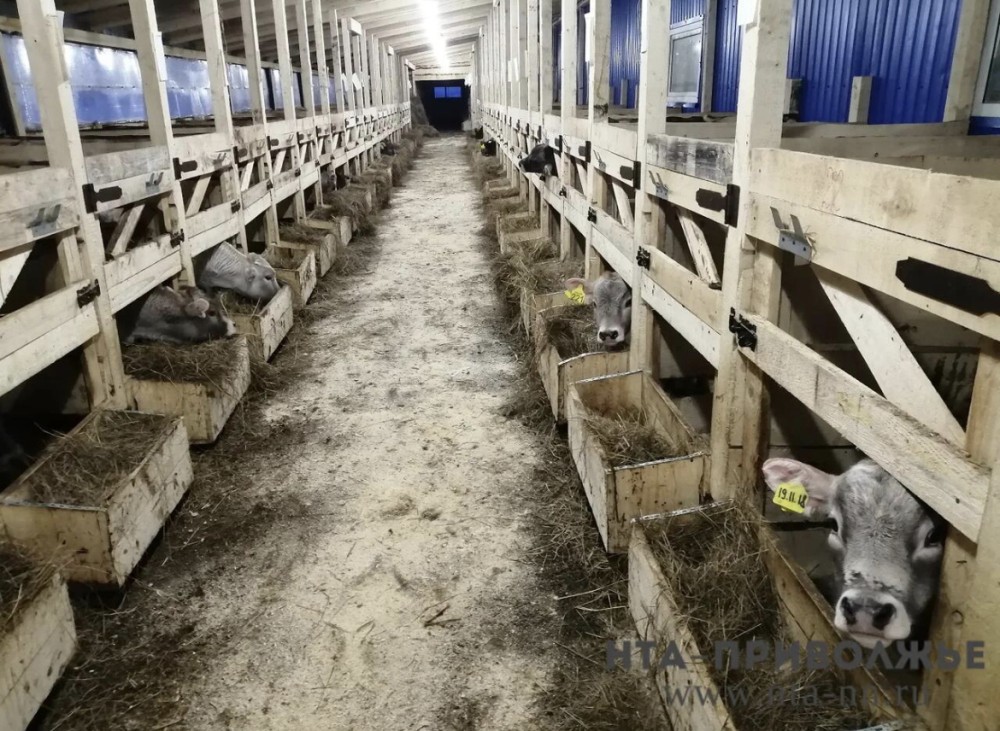 Финансирование грантов для фермеров Чувашии увеличили на 36 млн рублей