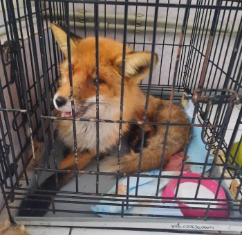 Нижегородские ветеринары спасали опоенного водкой лисёнка