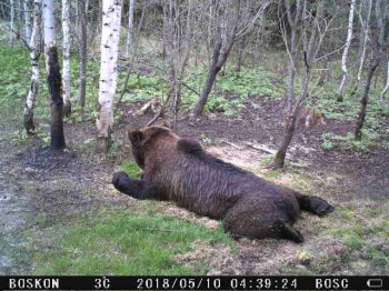 Количество медведей увеличилось в Нижегородской области