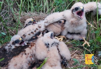 Краснокнижных луней удалось спасти в Кировской области