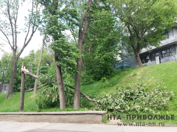 Новые деревья высадят в Нижегородском кремле вместо поваленных ураганом накануне