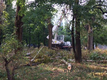 Вырубленные деревья в сквере у площади Свободы в Нижнем Новгороде частично заменят кустарниками