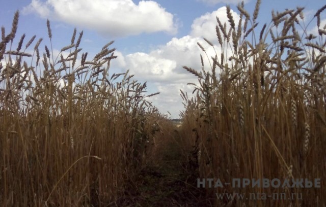 Почти 1 млн тонн зерновых планируют вырастить в Чувашии за 2025 год