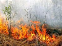 Почти 300 возгораний сухой травы зарегистрировано в Нижегородской области с конца марта