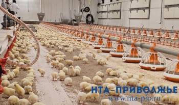 Птицефабрика в Мордовии импортировала из Франции 35 тыс. цыплят