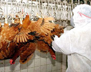 Нижегородское правительство не исключает возможности введения чрезвычайного положения для предупреждения занесения птичьего гриппа