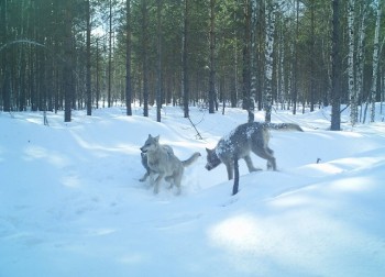 Вознаграждение за добычу волка в Нижегородской области увеличили до 35 тыс. рублей