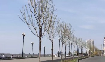 160 яблонь и ив высадят на набережной в Саратове за весну 160 яблонь и ив высадят на набережной в Саратове за весну