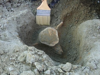Палеонтологи СГТУ подтвердили находку гигантских морских черепах в Нижнем Поволжье