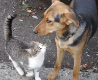 В Нижегородской области на минувшей неделе установлены случаи бешенства у собаки и кошки