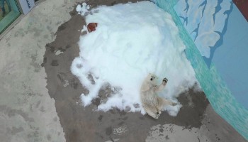 Ледогенератор появился в вольере белой медведицы в нижегородском зоопарке &quot;Лимпопо&quot;